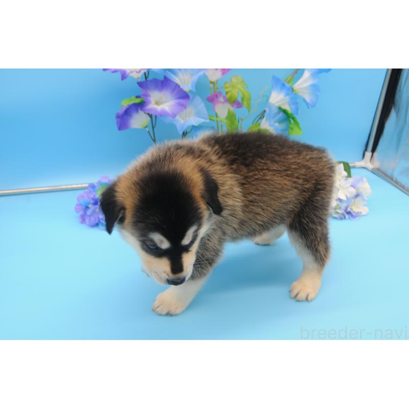 販売中の岡山県のミックス犬-399876の4枚目